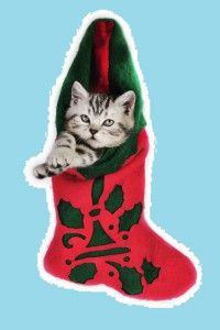 gatto-calza