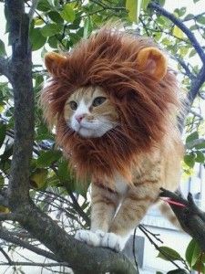gattone