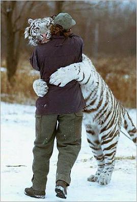 tigre%20abbraccio.jpg